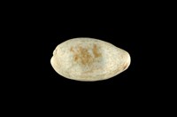 藏品(愛龍寶螺)的圖片